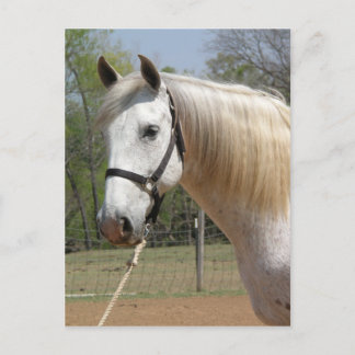 CARTE POSTALE CHEVAL ANDALOUSIEN MORISCO