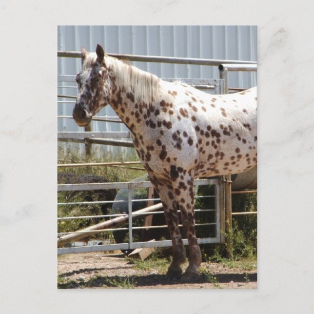 Carte Postale Cheval Appaloosa Brown tacheté (Devant)