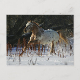 Carte Postale Cheval Appaloosa courant dans la neige