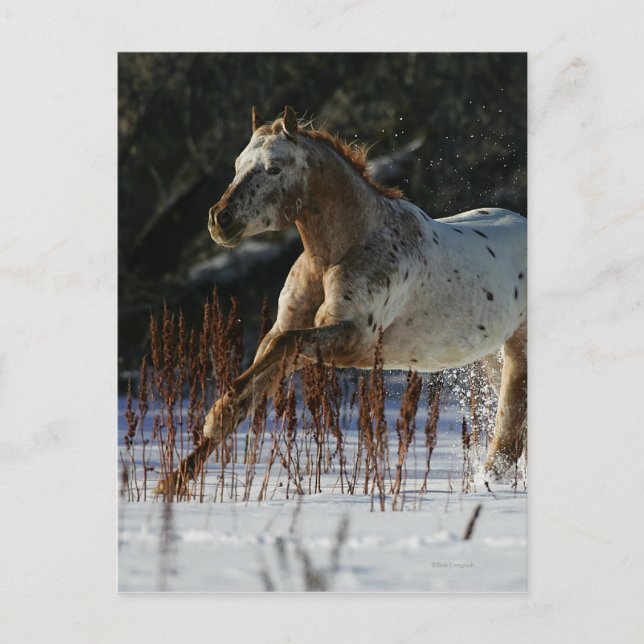 Carte Postale Cheval Appaloosa courant dans la neige (Devant)