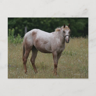 Carte Postale Cheval Appaloosa debout dans l'herbe