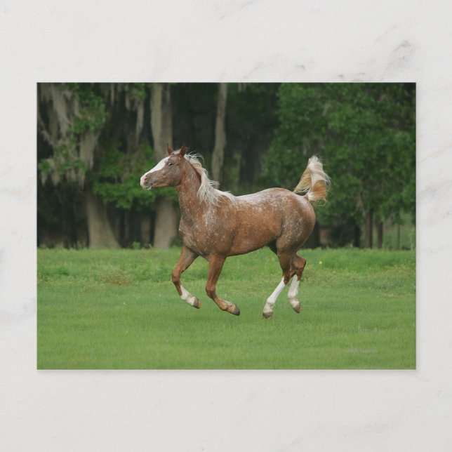 Carte Postale Cheval Appaloosa en course (Devant)