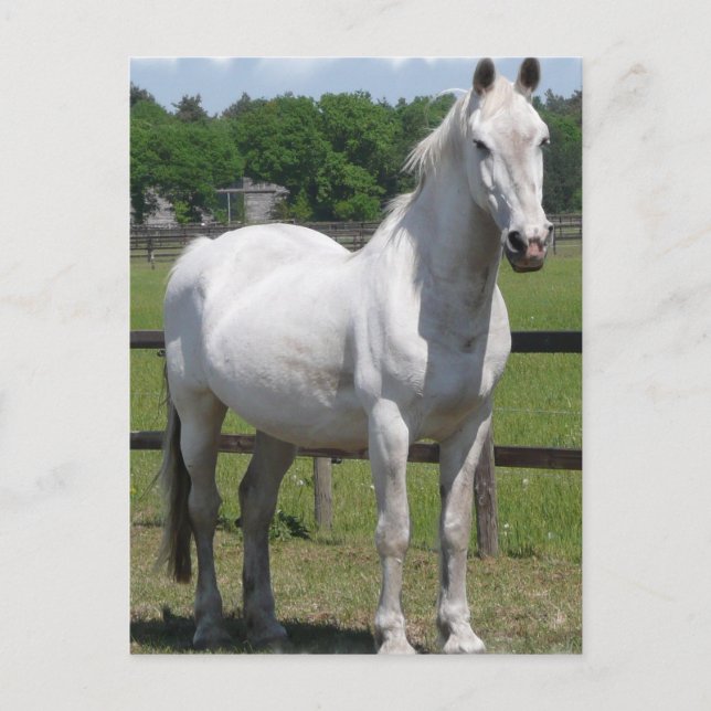 Carte postale Cheval arabe (Devant)