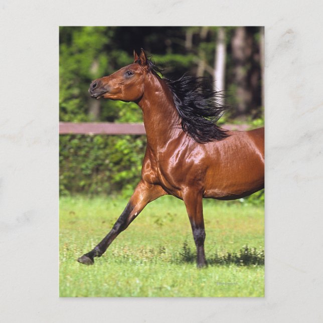 Carte Postale Cheval arabe 2 (Devant)