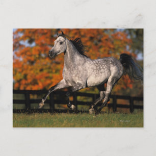 Carte Postale Cheval arabe : Automne 1