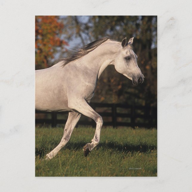 Carte Postale Cheval arabe : Automne 2 (Devant)