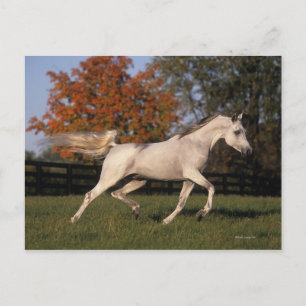 Carte Postale Cheval arabe : Automne 2