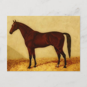 Carte Postale Cheval arabe avec manteau de châtaignier
