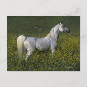 Carte Postale Cheval arabe debout en fleurs