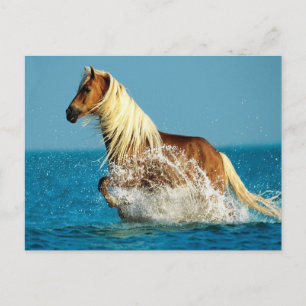 Carte Postale Cheval arabe pur