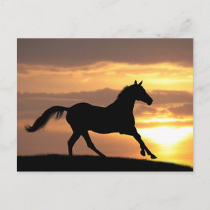 Carte Postale Cheval Au Coucher Du Soleil