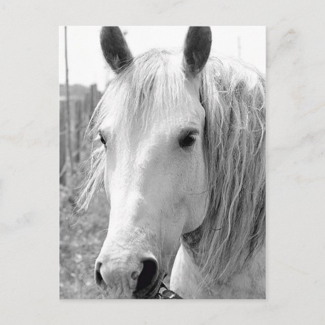 Carte Postale Cheval avec Herbe (Devant)