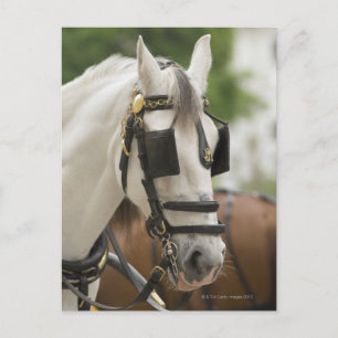 Carte Postale Cheval avec œillères
