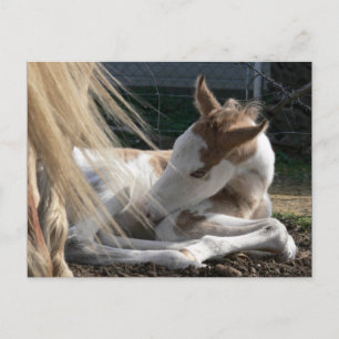 Carte postale Cheval bébé
