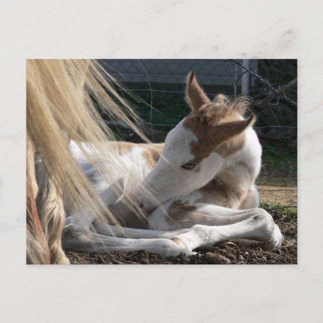 Carte postale Cheval bébé (Devant)