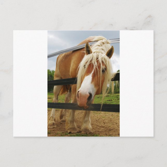 Carte Postale Cheval Belge, Vous Avez Des Carottes ? (Devant)