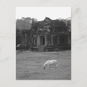 Carte Postale Cheval blanc