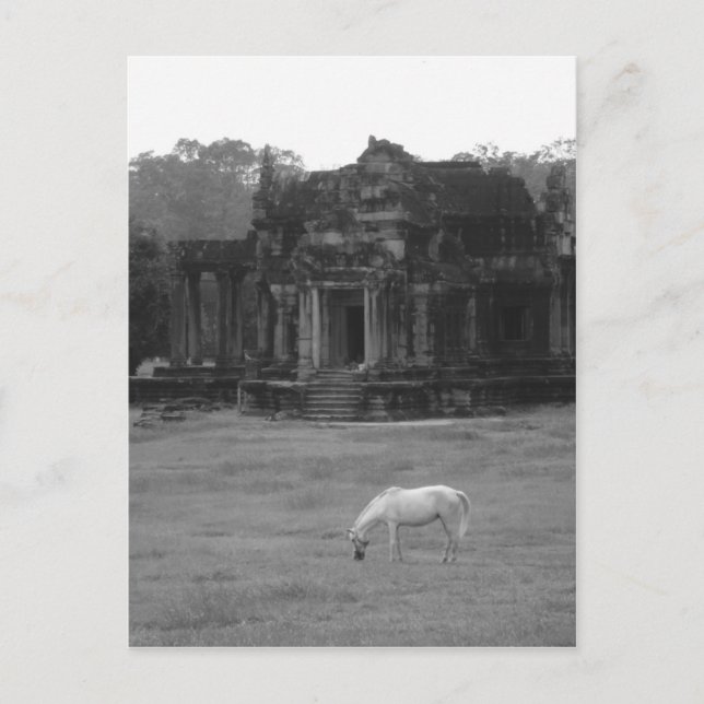 Carte Postale Cheval blanc (Devant)