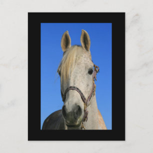 Carte postale Cheval Blanc