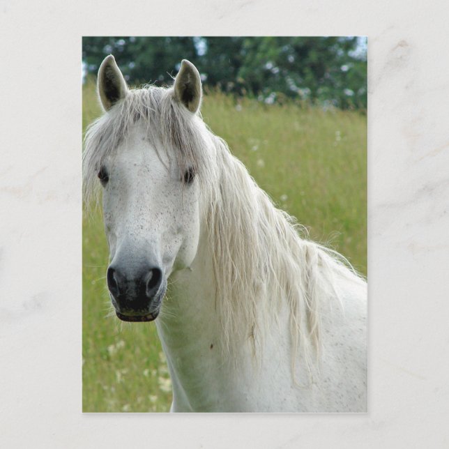 Carte Postale Cheval blanc (Devant)