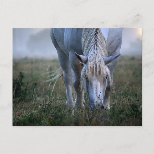 Carte Postale Cheval blanc (Devant)