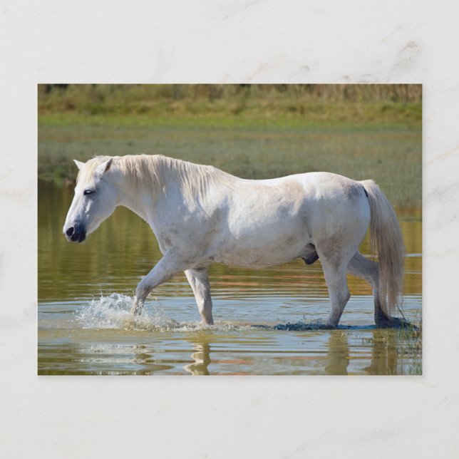 CARTE POSTALE CHEVAL BLANC (Devant)