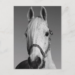 Carte postale Cheval Blanc