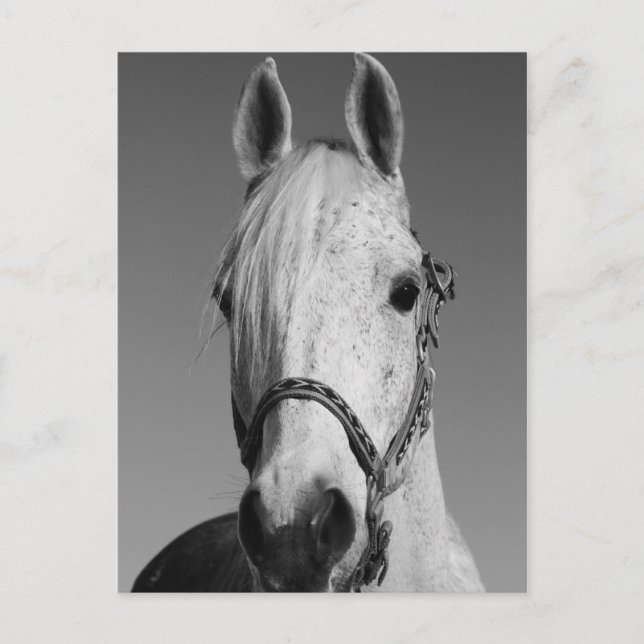 Carte postale Cheval Blanc (Devant)