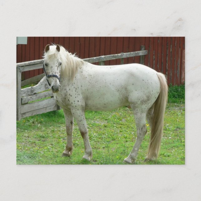 Carte postale Cheval Blanc (Devant)