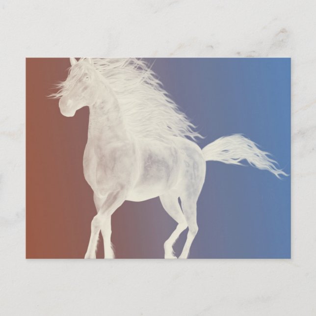 Carte Postale Cheval blanc (Devant)