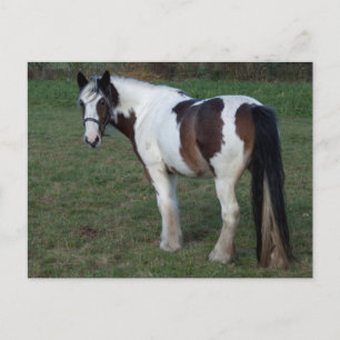 Carte Postale Cheval blanc Brown