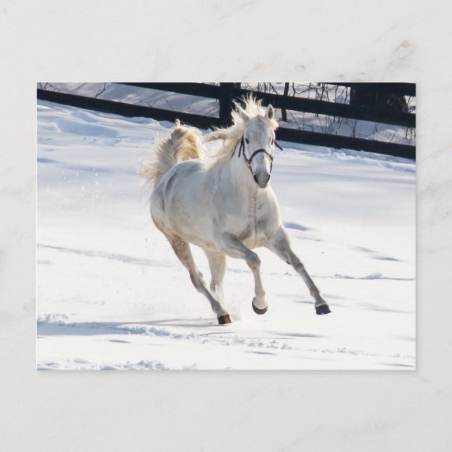 Carte Postale Cheval Blanc Courant Dans La Neige (Devant)