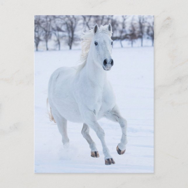 Carte Postale Cheval blanc courant dans la neige (Devant)
