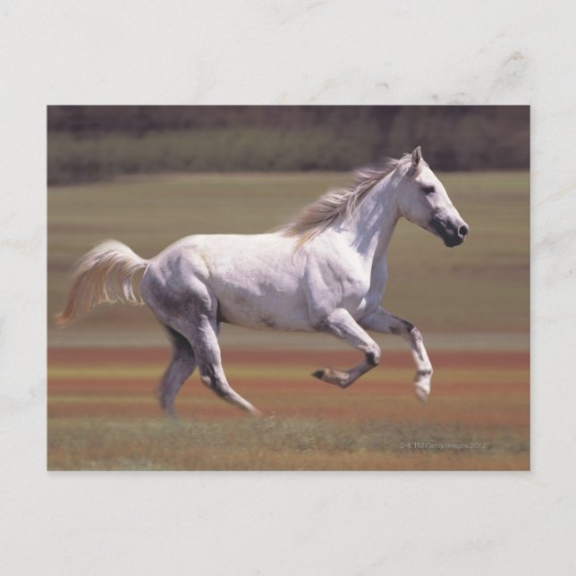 Carte Postale Cheval blanc courant dans le champ (Devant)