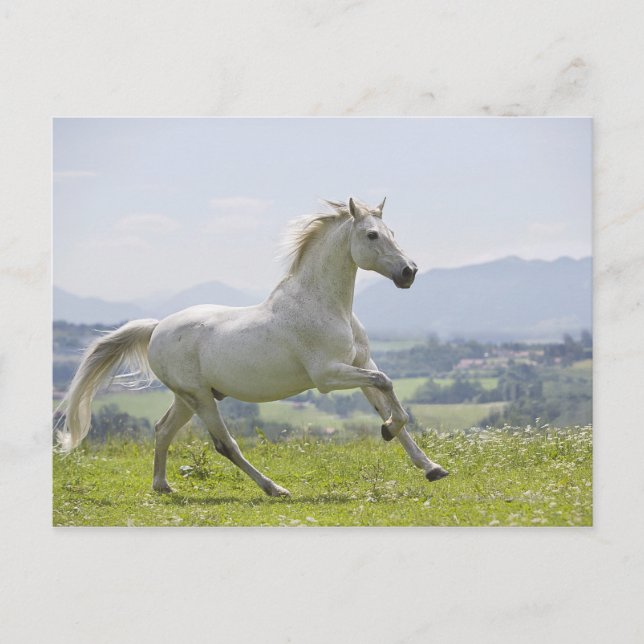 Carte Postale cheval blanc courant sur le pré (Devant)