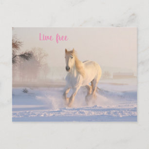 Carte Postale cheval blanc dans la neige