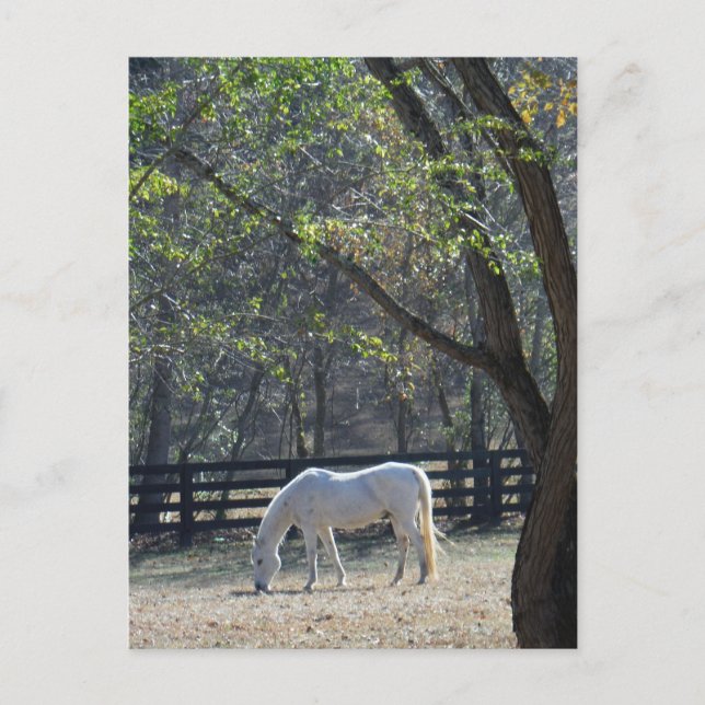 Carte Postale Cheval blanc dans les arbres (Devant)