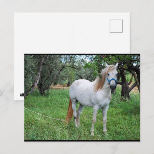 Carte Postale Cheval Blanc dans un Champ d'Herbe