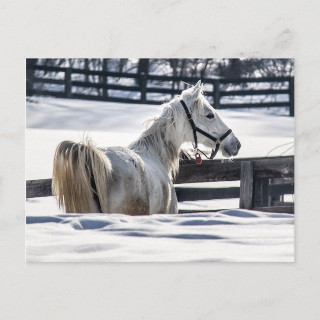 Carte Postale Cheval Blanc En Neige (Devant)