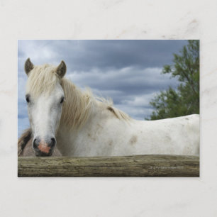 Carte Postale Cheval blanc   France