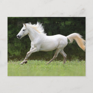Carte Postale Cheval blanc galopant