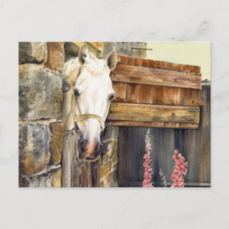Carte Postale Cheval blanc 'Naughty Boy' dans une grange
