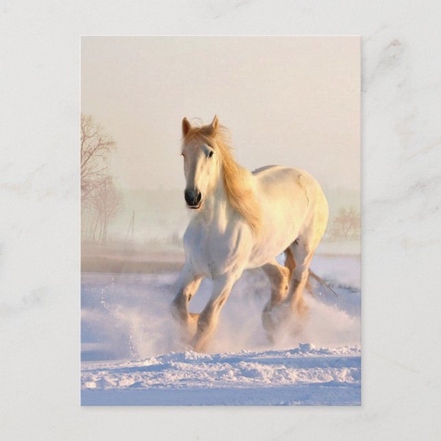 Carte Postale Cheval Blanc, Neige Blanche (Devant)