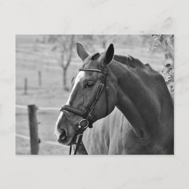 Carte Postale Cheval blanc noir (Devant)