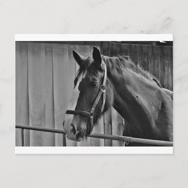 Carte Postale Cheval blanc noir - Art de la photographie animale (Devant)