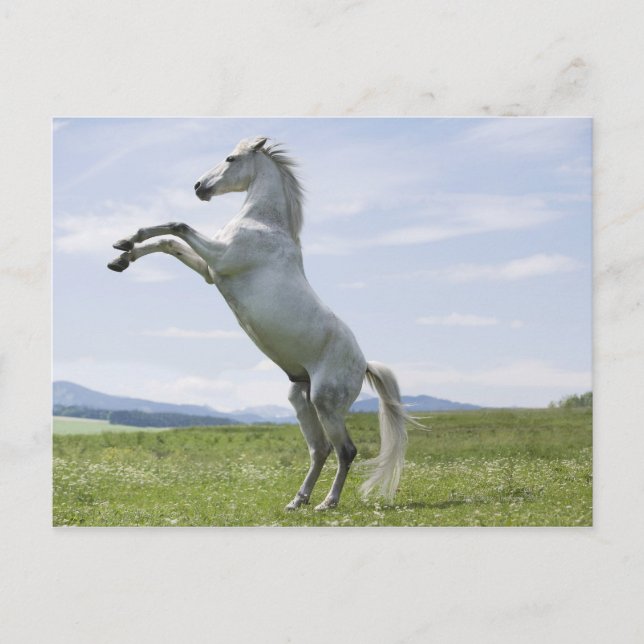 Carte Postale cheval blanc saut sur prairie (Devant)