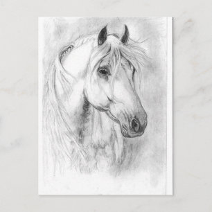 Carte Postale Cheval blanc tête