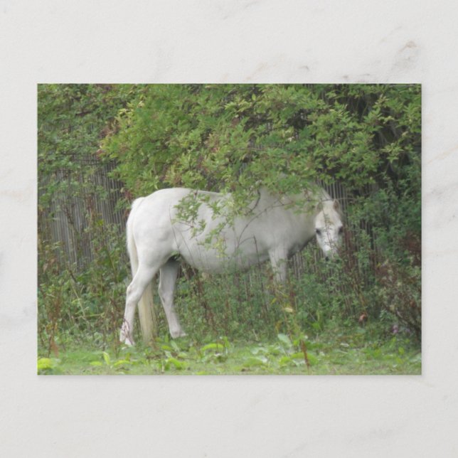 Carte postale Cheval blanc timide (Devant)