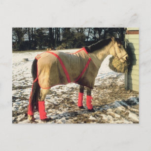 Carte Postale Cheval blanchi en hiver
