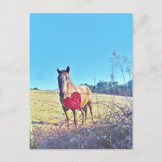 Carte Postale Cheval bleu Brown teinté Coeur rouge (Devant)